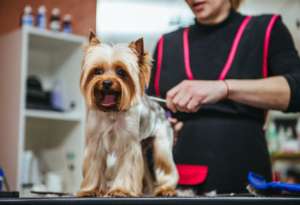 About Dog Grooming Courses