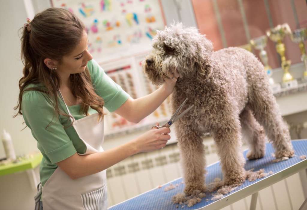 About Pet Care Grooming Courses