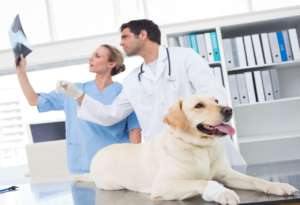 About Veterinary Studies Courses