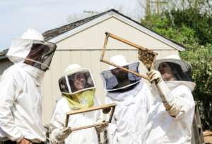 Beekeeping Courses: Learn About Beekeeping & Become a Beekeeper