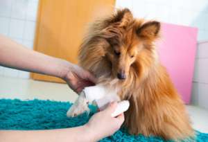 Canine First Aid Courses: Learn About Canine First Aid