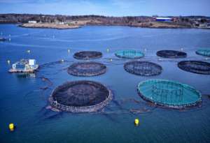 Aquaculture Courses: Learn About the Crucial Industry of Aquaculture