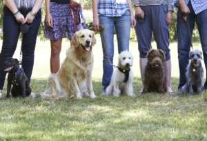Dog Behaviourist Courses: Learn About Dog Behaviour