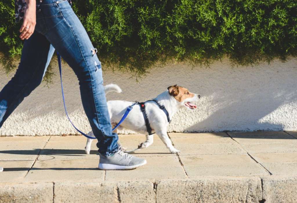Dog Walking Courses: Become a Pro at Walking Dogs